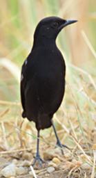 Qn Elizabeth NP Bird Sooty Chat