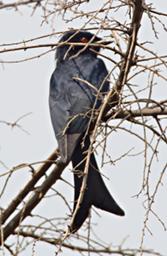 Bwindi NP Bird Fork Tailed Drongo