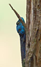 Bwindi NP Lizard Blue Headed Tree Agama