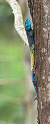 Bwindi NP Lizard Blue Headed Tree Agama