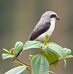 Bwindi NP Bird Mackinnons Fiscal Shrike