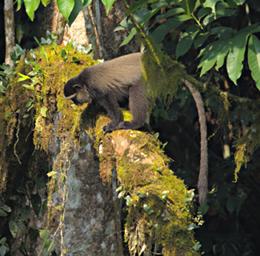 Bwindi NP Blue Monkey