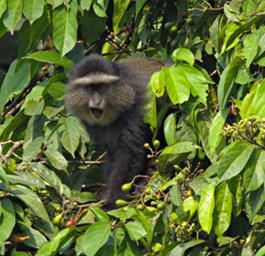 Bwindi NP Blue Monkey