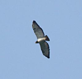 Bwindi NP Bird Black Chested Snake Eagle