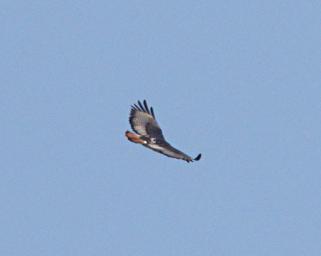 Bwindi NP Bird Black Chested Snake Eagle