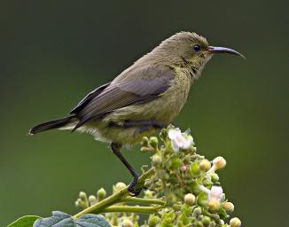 Bwindi NP Bird Olive Sunbird