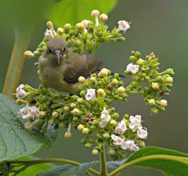 Bwindi NP Bird Olive Sunbird