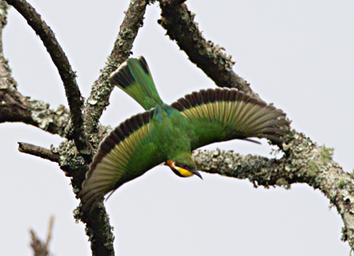 Bwindi NP Bird Blue Breasted Bee Eater