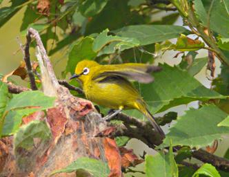 Bwindi NP Bird Xxx Montane White Eye