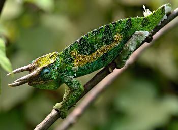 Bwindi NP Jacksons Chameleon