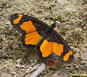 Bwindi NP Butterfly Tiny Acraea