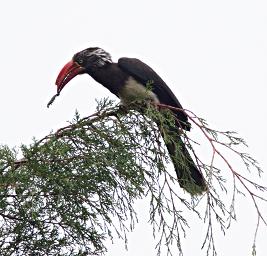 Bwindi NP Bird Crowned Hornbill