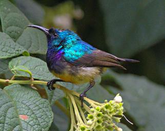 Bwindi NP Bird Collared Sunbird