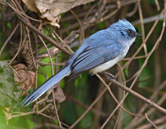 Bwindi NP Bird White Tailed Blue Flycatcher