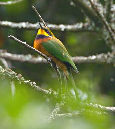 Bwindi NP Bird Cinnamon Chested Bee Eater