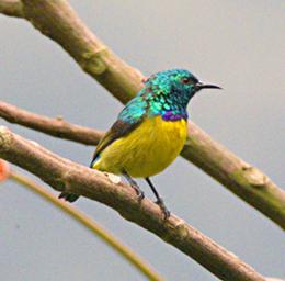 Bwindi NP Bird Collared Sunbird