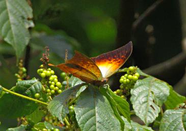 Bwindi NP Butterfly Forest Pearl Charax