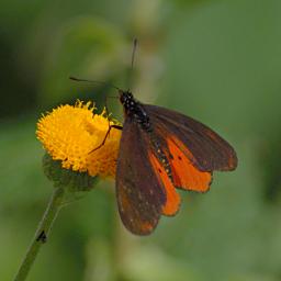 Bwindi NP Butterfly Xxx