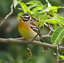 Bwindi NP Bird African Golden Breasted Bunting