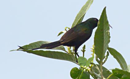 Bwindi NP Bird Bronze Sunbird