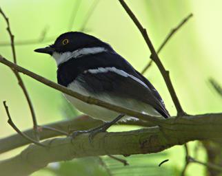 Bwindi NP Bird Chin Spot Batis