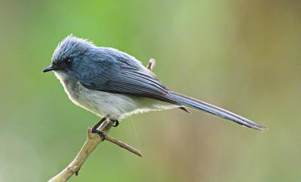 Bwindi NP Bird White Tailed Blue Flycatcher