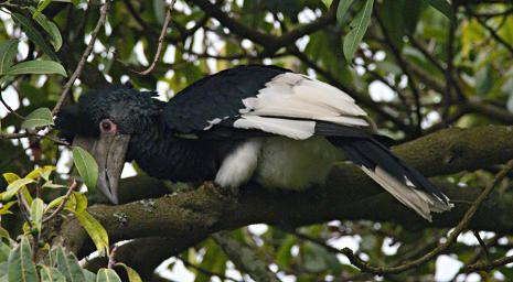 Bwindi NP Bird Black White Casqued Hornbill