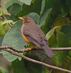 Bwindi NP Bird Olive Thrush