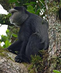 Bwindi NP Blue Monkey