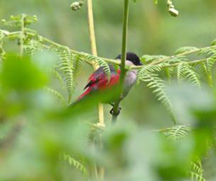 Bwindi NP Bird Black Headed Waxbill