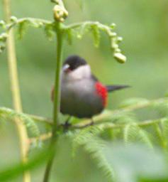 Bwindi NP Bird Black Headed Waxbill