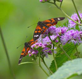 Bwindi NP Butterfly Xxx Blk Orange White