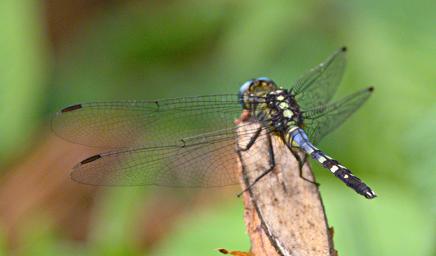 Bwindi NP Dragonfly Blue Emperor