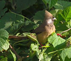 Bwindi NP Bird Speckled Mousebird