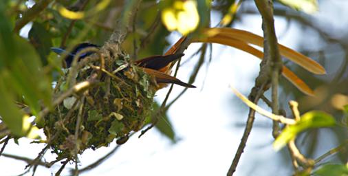 Bwindi NP Bird African Paradise Flycatcher