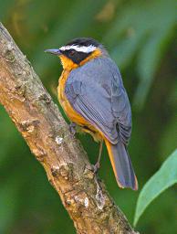 Bwindi NP Bird White Browed Robin Chat