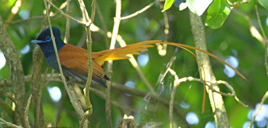 Bwindi NP Bird African Paradise Flycatcher