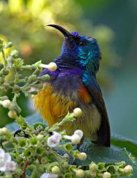 Bwindi NP Bird Variable Sunbird