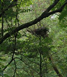 Bwindi NP Gorilla Nest