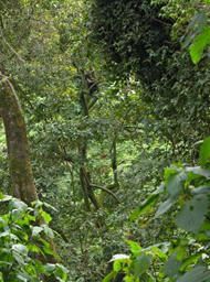 Bwindi NP Bitukura Gorilla Grp Xxx