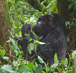Bwindi NP Bitukura Gorilla Grp Rukumu