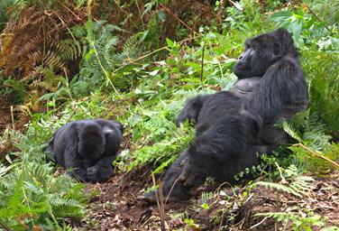 Bwindi NP Bitukura Gorilla Grp Xxx