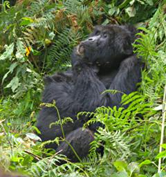 Bwindi NP Bitukura Grp Ndahura