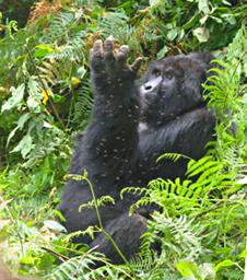 Bwindi NP Bitukura Grp Ndahura