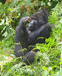 Bwindi NP Bitukura Grp Ndahura