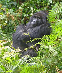 Bwindi NP Bitukura Grp Ndahura