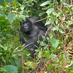 Bwindi NP Bitukura Grp Rukumu