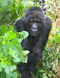 Bwindi NP Bitukura Grp Rukumu