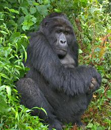 Bwindi NP Bitukura Grp Rukumu