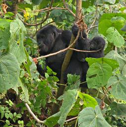 Bwindi NP Bitukura Gorilla Grp Xxx Mom Kid
